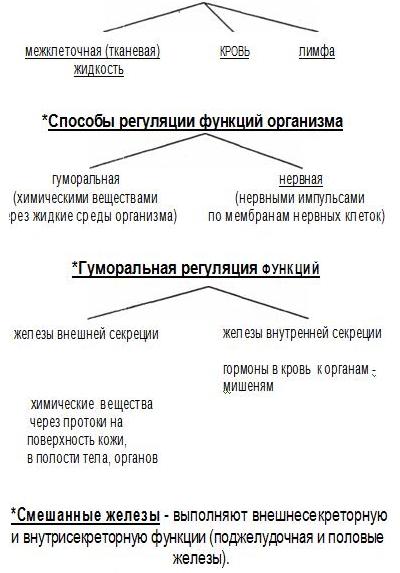 Внутренняя среда организма