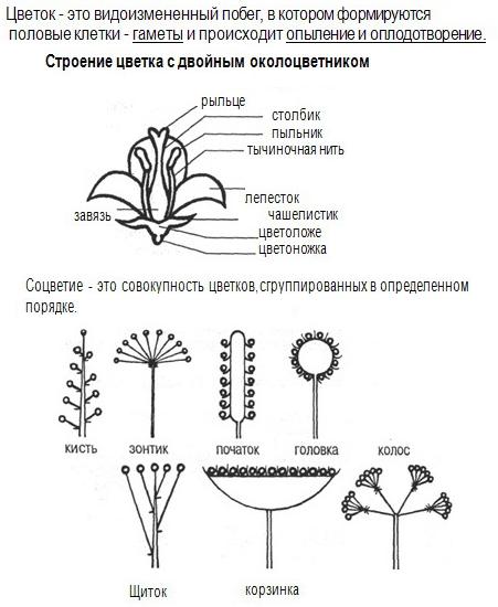 Генеративные органы растения: Цветок и Соцветия