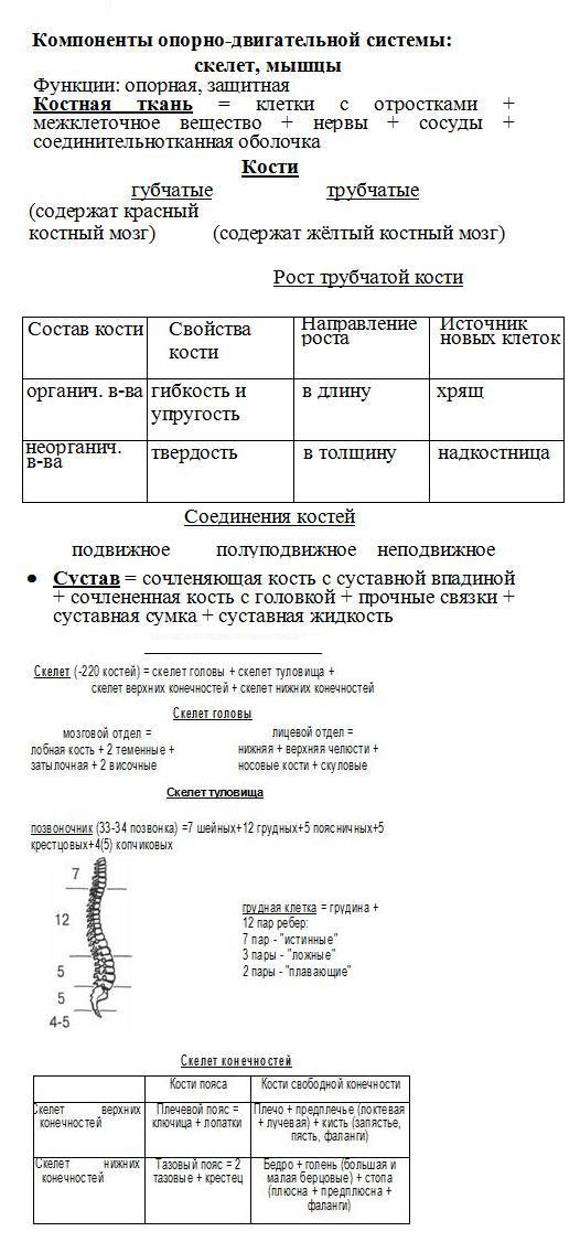 Опорно-двигательная система