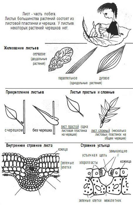 Органы растения: Лист
